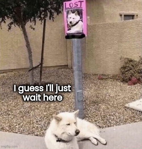 They'll be back eventually |  I guess I'll just
        wait here | image tagged in funny dogs,lost,well yes but actually no,im gonna stop you right there | made w/ Imgflip meme maker