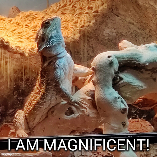 Toothless |  I AM MAGNIFICENT! | image tagged in toothless | made w/ Imgflip meme maker