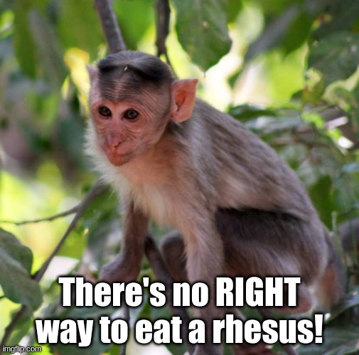 edible monkey | There's no RIGHT way to eat a rhesus! | image tagged in monkey,rhesus,pun | made w/ Imgflip meme maker