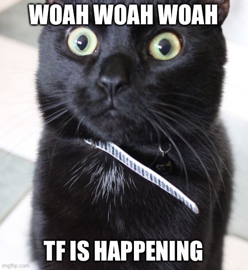 Woah Kitty Meme | WOAH WOAH WOAH; TF IS HAPPENING | image tagged in memes,woah kitty | made w/ Imgflip meme maker