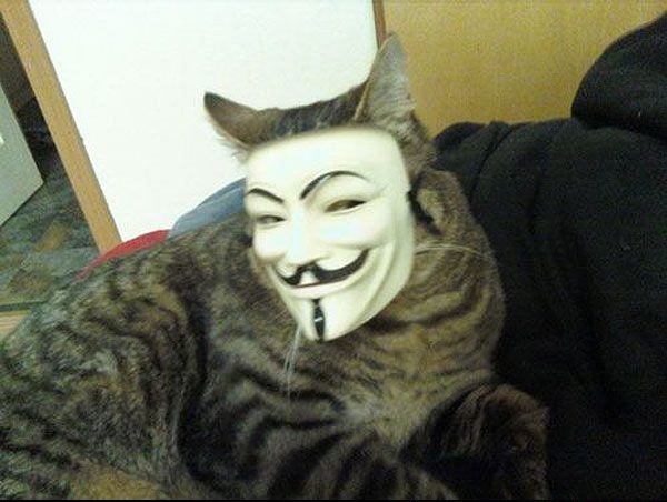 Cat in Guy Fawkes Mask Blank Meme Template