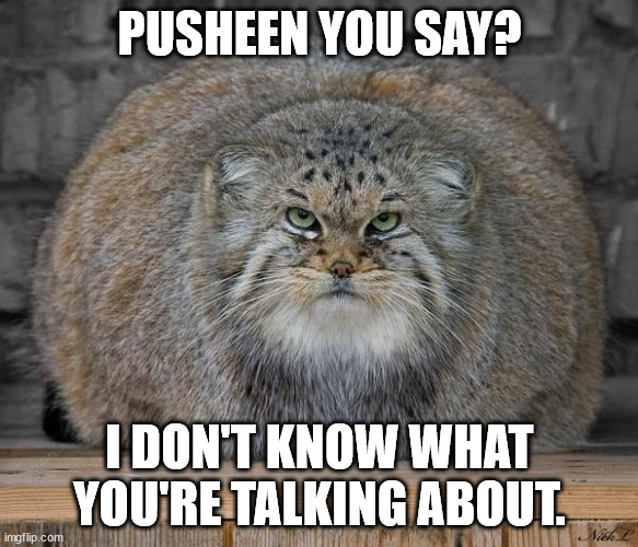 Fat Cats Exercise | PUSHEEN YOU SAY? I DON'T KNOW WHAT YOU'RE TALKING ABOUT. | image tagged in fat cats exercise | made w/ Imgflip meme maker