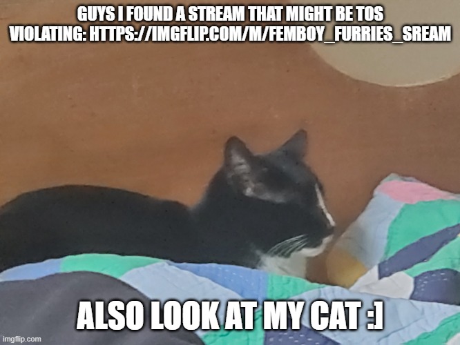 yeah | GUYS I FOUND A STREAM THAT MIGHT BE TOS VIOLATING: HTTPS://IMGFLIP.COM/M/FEMBOY_FURRIES_SREAM; ALSO LOOK AT MY CAT :] | image tagged in cat | made w/ Imgflip meme maker