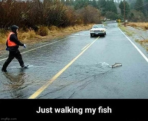 Out for a walk | image tagged in walk,pet,exercise | made w/ Imgflip meme maker