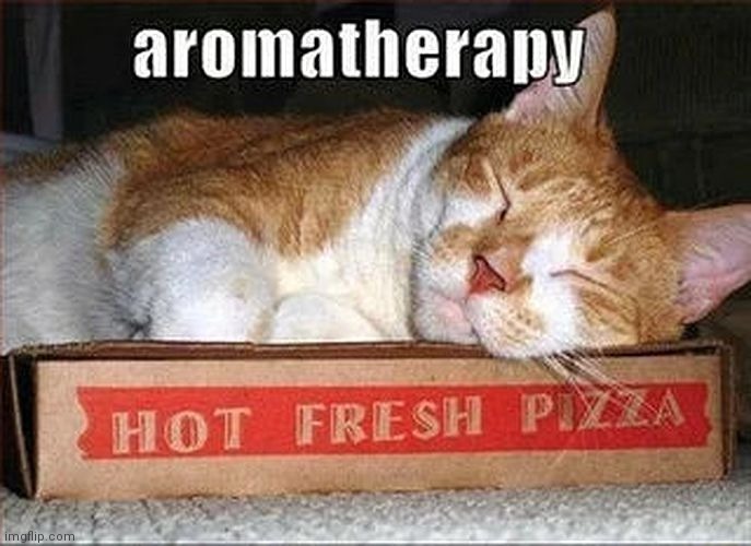 Two of the best things | image tagged in cat,pizza,sleep | made w/ Imgflip meme maker