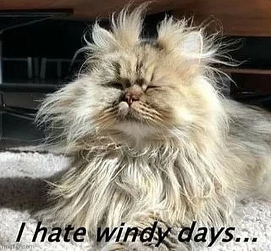 Bad hair day | image tagged in hair,eind,humidity | made w/ Imgflip meme maker