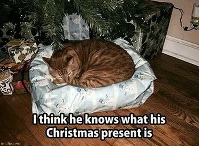 Spoiled surprise | image tagged in xmas,gift,spoiled surprise | made w/ Imgflip meme maker