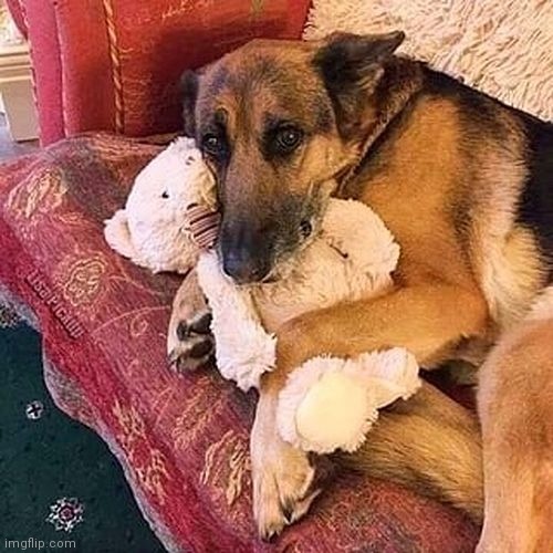 Big puppy | image tagged in puppy,baby,aww | made w/ Imgflip meme maker