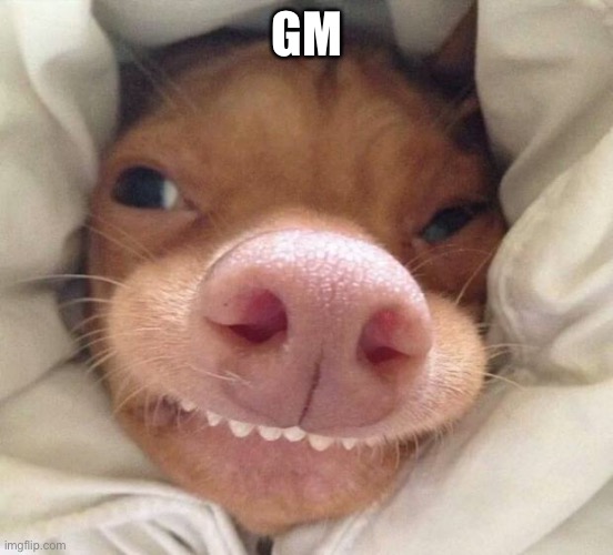 good morning | GM | image tagged in good morning | made w/ Imgflip meme maker