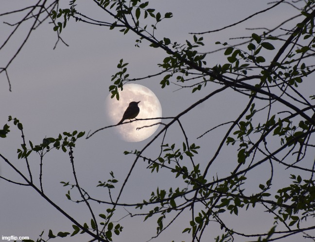 moon through my tree in my front yard | image tagged in moon,tree | made w/ Imgflip meme maker