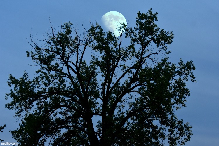 moon behind tree while fishing | image tagged in moon,tree,fishing | made w/ Imgflip meme maker