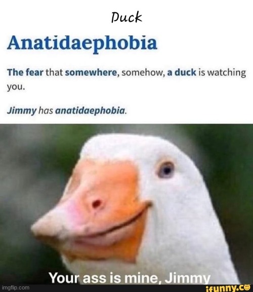 goodbye Jimmy | image tagged in duck,anatidaephobia | made w/ Imgflip meme maker