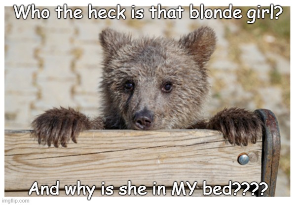 Baby bear | Who the heck is that blonde girl? And why is she in MY bed???? | image tagged in animals | made w/ Imgflip meme maker
