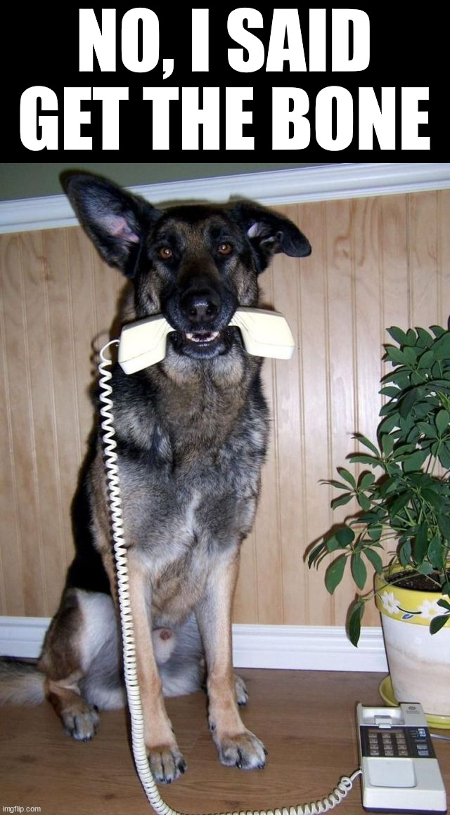NO, I SAID GET THE BONE | image tagged in dogs | made w/ Imgflip meme maker