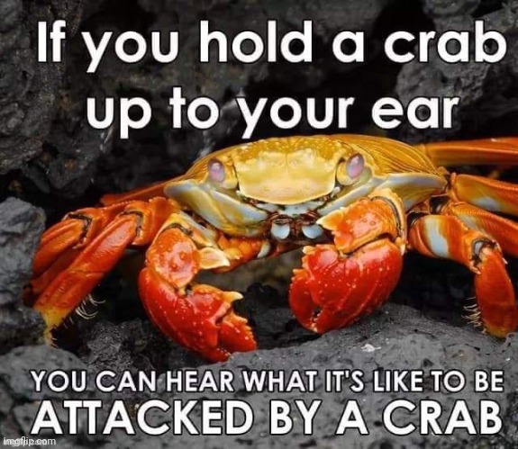Try it, I heard the sound is very pleasant | image tagged in crab | made w/ Imgflip meme maker
