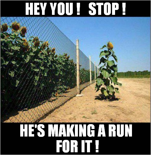 Plant Escape Caught On Camera ! | HEY YOU !   STOP ! HE'S MAKING A RUN
 FOR IT ! | image tagged in fun,sunflower,escape,caught in the act | made w/ Imgflip meme maker