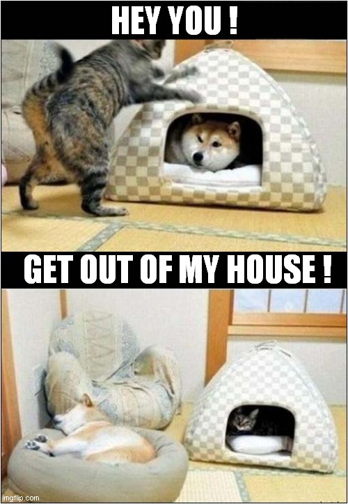Guess Who's The Boss ! | HEY YOU ! GET OUT OF MY HOUSE ! | image tagged in cats,dogs,beds,possessed | made w/ Imgflip meme maker