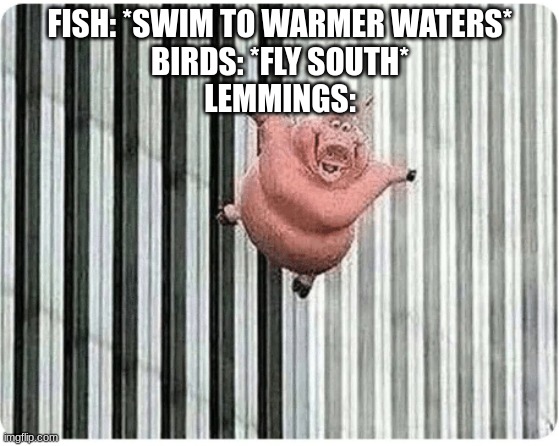 Pig jumping off | FISH: *SWIM TO WARMER WATERS*
BIRDS: *FLY SOUTH*
LEMMINGS: | image tagged in pig jumping off | made w/ Imgflip meme maker