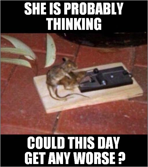 A Bad Day For Miss Mouse ! | SHE IS PROBABLY
THINKING; COULD THIS DAY 
GET ANY WORSE ? | image tagged in having a bad day,mice,trapped,dark humour | made w/ Imgflip meme maker