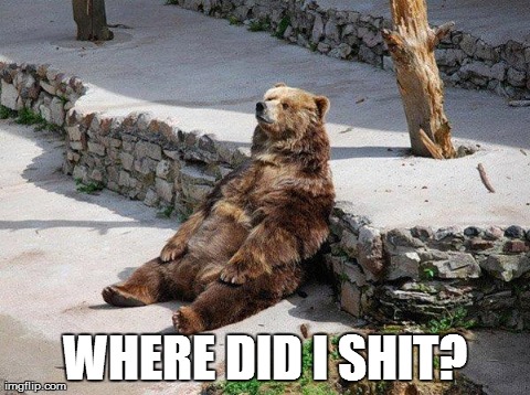 WHERE DID I SHIT? | image tagged in bear | made w/ Imgflip meme maker