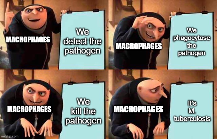 Macrophages be like | We detect the pathogen; We phagocytose the pathogen; MACROPHAGES; MACROPHAGES; We kill the pathogen; It's M. tuberculosis; MACROPHAGES; MACROPHAGES | image tagged in memes,gru's plan | made w/ Imgflip meme maker