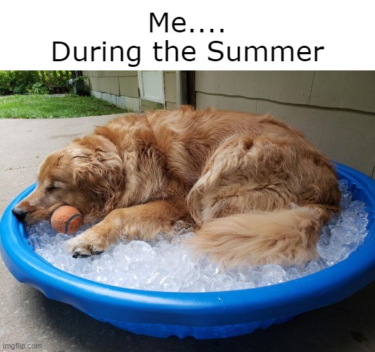 Summer Chillin | Me....
During the Summer | image tagged in dogs,summer,funny memes,dogs pets funny,memes | made w/ Imgflip meme maker