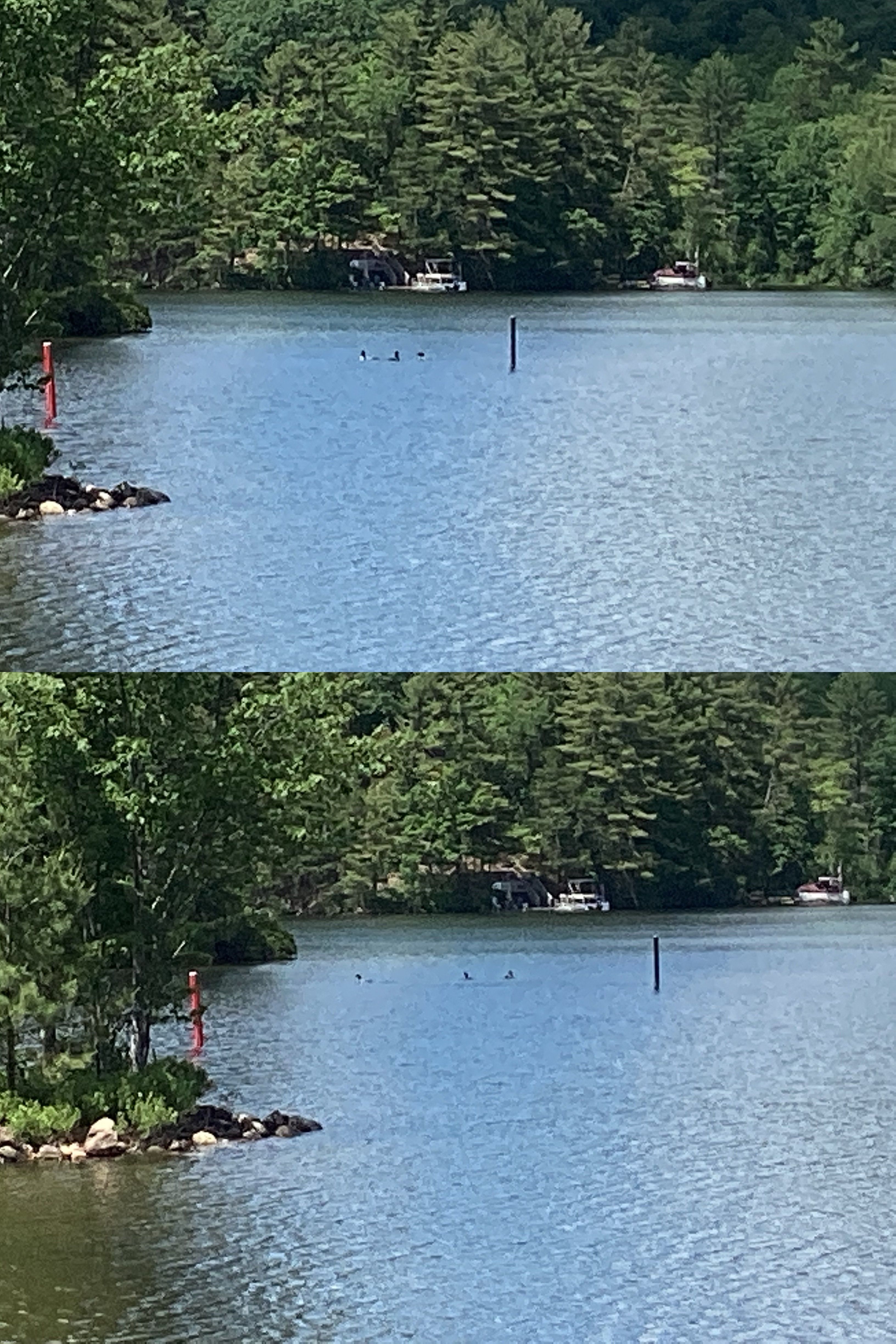 Loons at my lakehouse, couldn’t get close, sorry for the quality. Taken 2:17 PM EDT | made w/ Imgflip meme maker