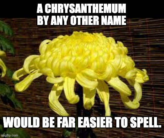 Mum | A CHRYSANTHEMUM BY ANY OTHER NAME; WOULD BE FAR EASIER TO SPELL. | image tagged in spelling | made w/ Imgflip meme maker