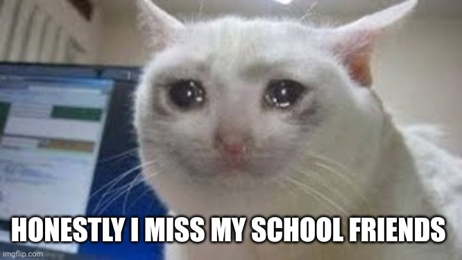 sad cat | HONESTLY I MISS MY SCHOOL FRIENDS | image tagged in sad cat | made w/ Imgflip meme maker