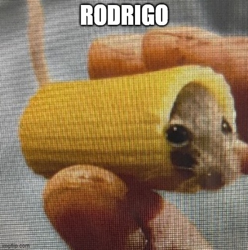 RODRIGO | made w/ Imgflip meme maker