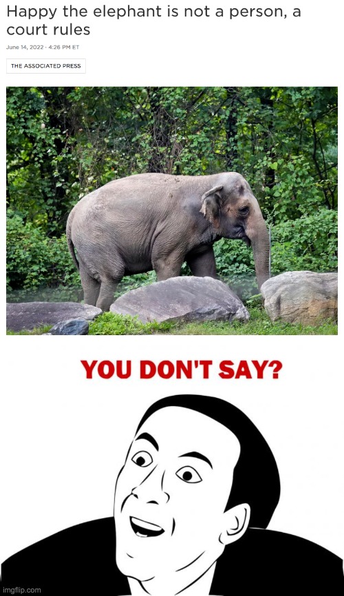 happy the elephant .-. | image tagged in memes,you don't say,news,relatable,no shit sherlock,animals | made w/ Imgflip meme maker