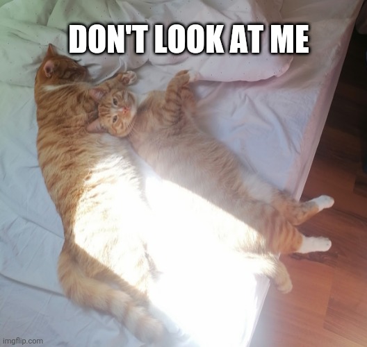 Meuksi Says |  DON'T LOOK AT ME | image tagged in memes,funny memes,funny cats,cats | made w/ Imgflip meme maker