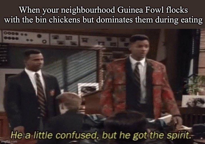 Juvie Jive rocks | When your neighbourhood Guinea Fowl flocks with the bin chickens but dominates them during eating | image tagged in he a little confused but he got the spirit,bird,rock,eating,dinner,breakfast | made w/ Imgflip meme maker