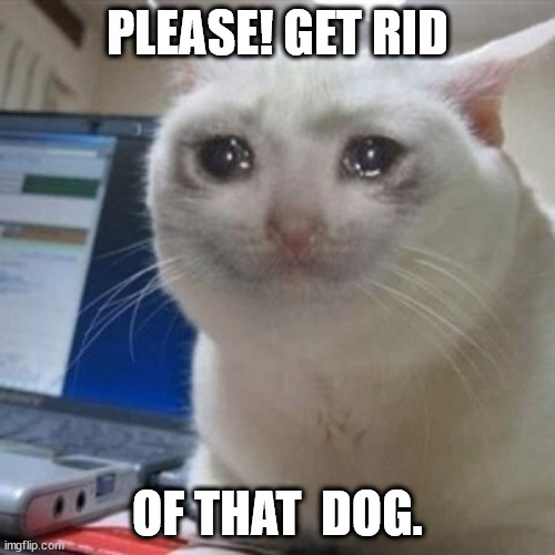 cat feelings. | PLEASE! GET RID; OF THAT  DOG. | image tagged in crying cat,catlife,catworld,truelife,mycat,lovecats | made w/ Imgflip meme maker