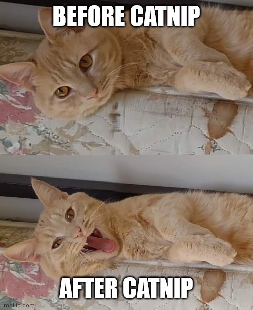 approval cat | BEFORE CATNIP; AFTER CATNIP | image tagged in approve,disapprove,cat,funny,meme | made w/ Imgflip meme maker