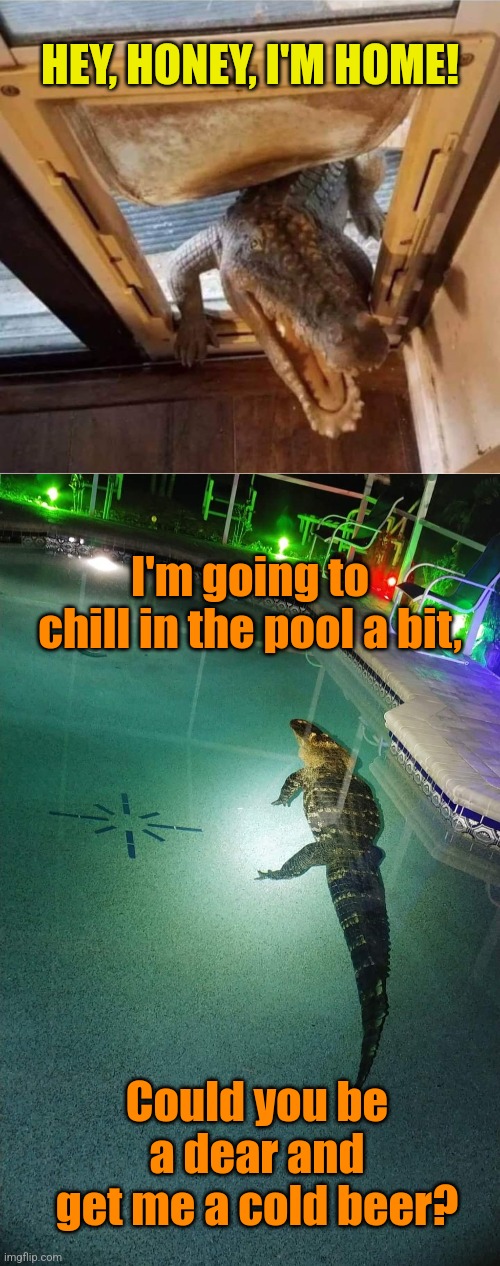 Meanwhile in Florida | HEY, HONEY, I'M HOME! I'm going to chill in the pool a bit, Could you be a dear and get me a cold beer? | image tagged in meanwhile in florida,alligators,swimming pool,just chillin' | made w/ Imgflip meme maker