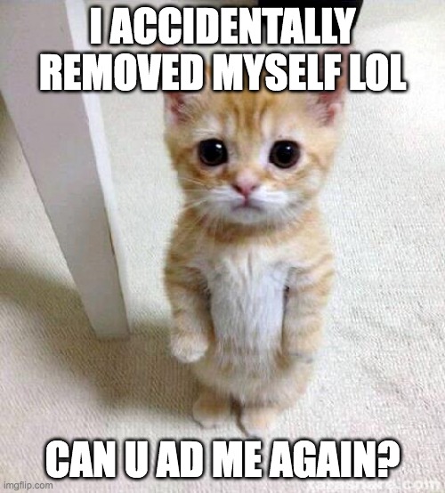 oops | I ACCIDENTALLY REMOVED MYSELF LOL; CAN U AD ME AGAIN? | image tagged in memes,cute cat | made w/ Imgflip meme maker