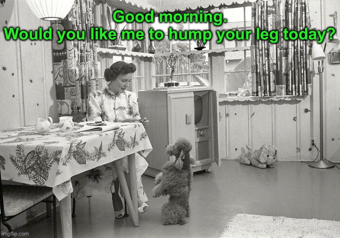 When a friend’s dog like you a little too much. | Good morning.
Would you like me to hump your leg today? | image tagged in funny memes,funny dog memes | made w/ Imgflip meme maker