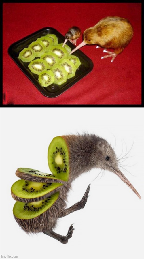 image tagged in kiwicannibalism,kiwi | made w/ Imgflip meme maker