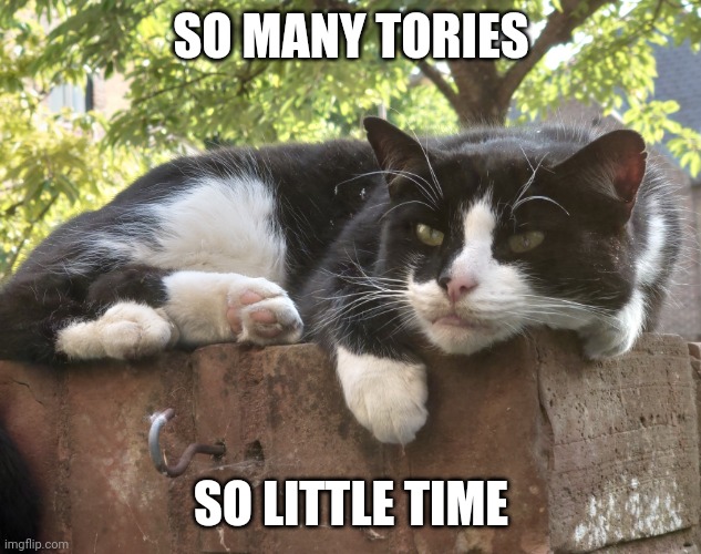 Grumpy cat on a wall considering ultraviolence | SO MANY TORIES; SO LITTLE TIME | image tagged in so many x so little time | made w/ Imgflip meme maker