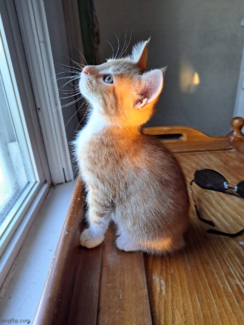 Golden kat | image tagged in car,kitten | made w/ Imgflip meme maker