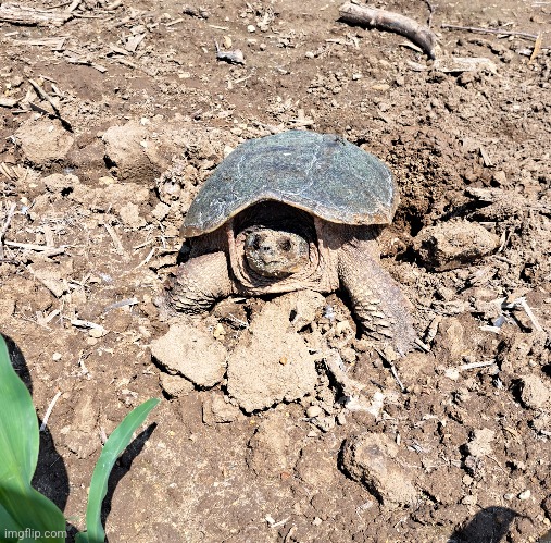 Big o'l snapping turtle | image tagged in turtle | made w/ Imgflip meme maker