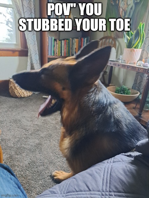 German Shepard doge | POV" YOU STUBBED YOUR TOE | image tagged in dog,doge | made w/ Imgflip meme maker
