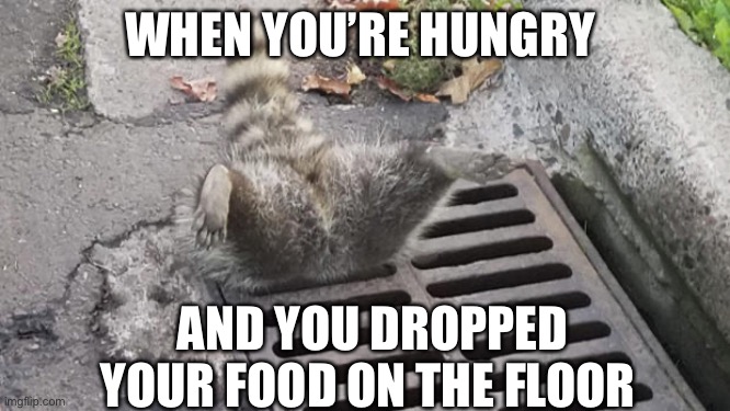 WHEN YOU’RE HUNGRY; AND YOU DROPPED YOUR FOOD ON THE FLOOR | image tagged in raccoon,hungry | made w/ Imgflip meme maker