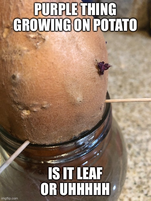 PURPLE THING GROWING ON POTATO; IS IT LEAF OR UHHHHH | made w/ Imgflip meme maker