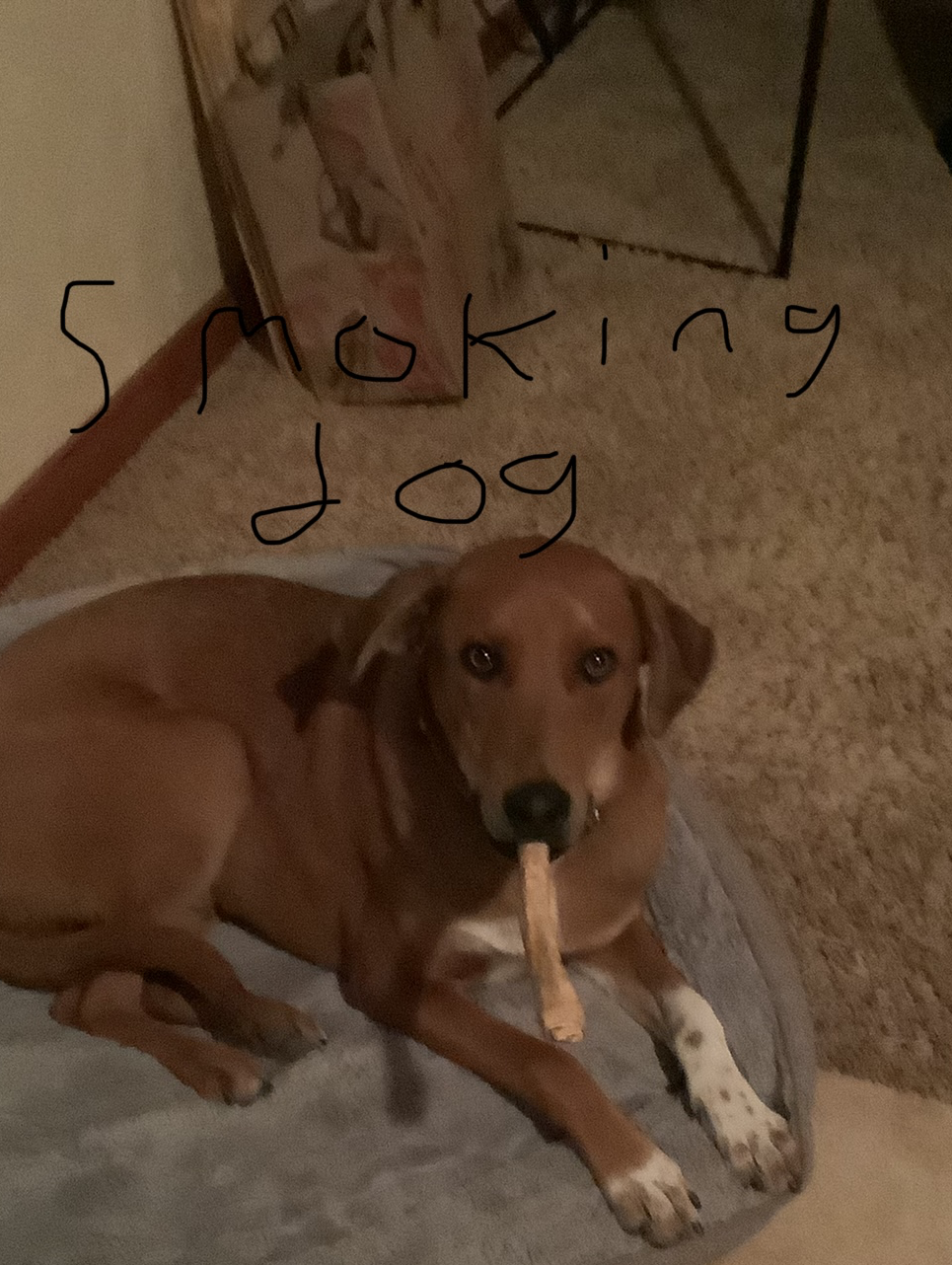 Smoking dog Blank Meme Template