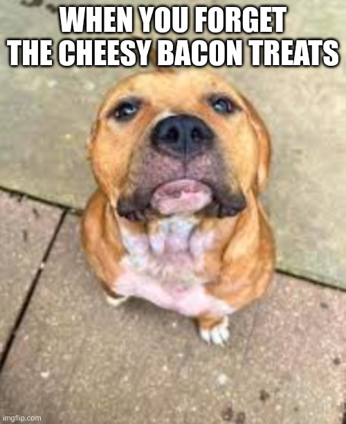 Judgemental American Bully |  WHEN YOU FORGET THE CHEESY BACON TREATS | image tagged in judgemental american bully,funny dogs,treats,dogs,stop reading the tags | made w/ Imgflip meme maker