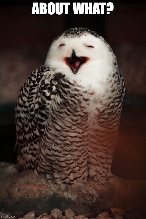 Amused Owl | ABOUT WHAT? | image tagged in amused owl | made w/ Imgflip meme maker