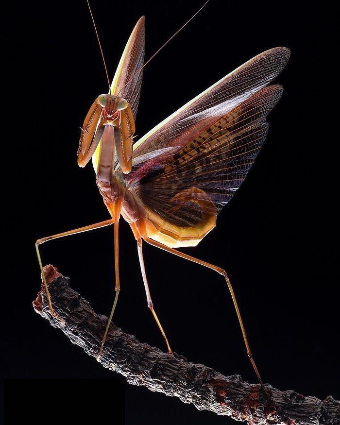 Chinese Preying Mantis. Photo credit: Pang Way | image tagged in awesome,pics,photography | made w/ Imgflip meme maker