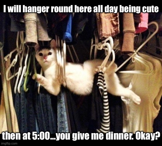 I will hanger round here all day being cute then at 5:00…you give me dinner. Okay? | made w/ Imgflip meme maker